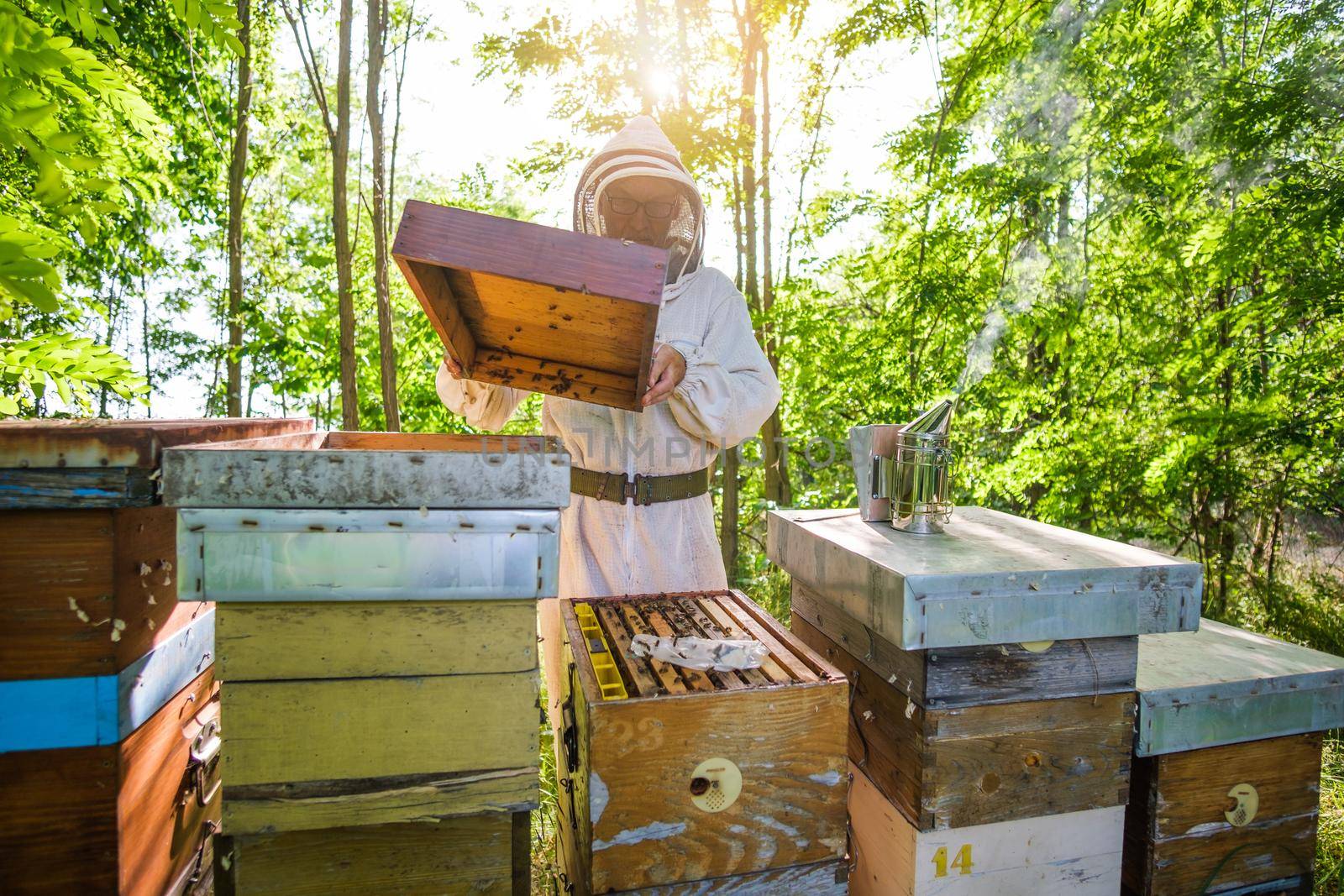 Beekeeper is examining his beehives in forest. Beekeeping professional occupation.