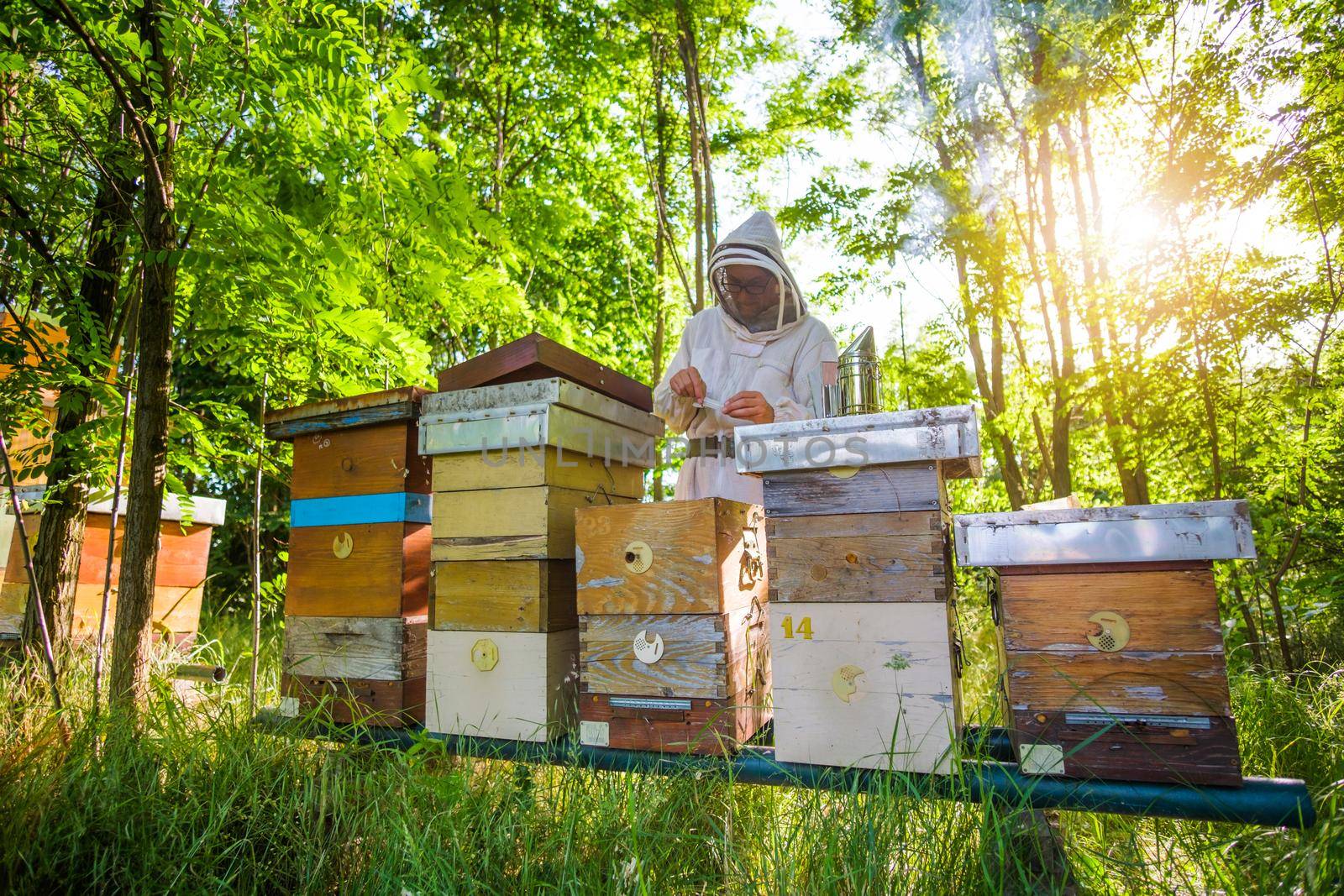 Beekeeper is examining his beehives in forest. Beekeeping professional occupation.