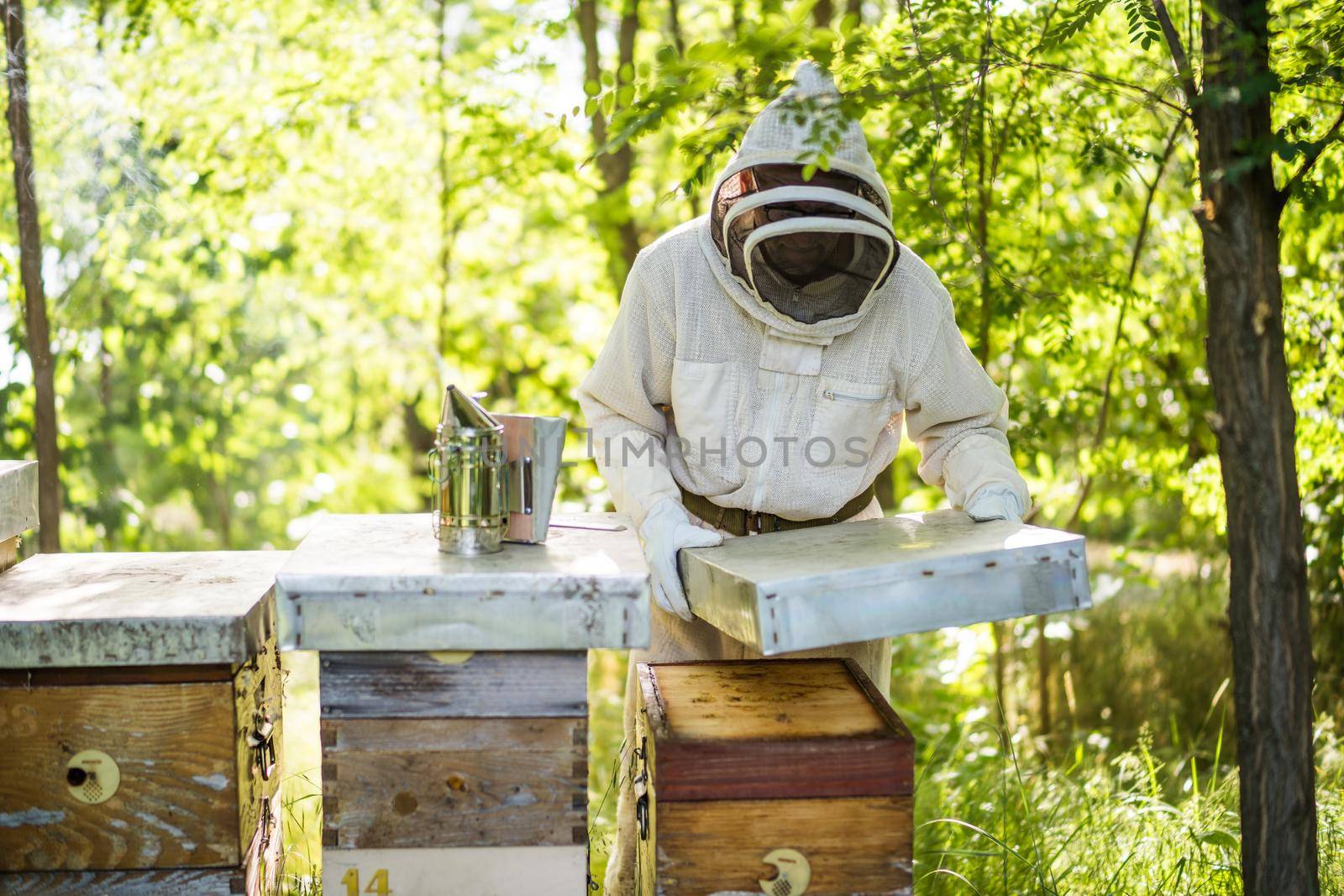 Beekeeping by djoronimo