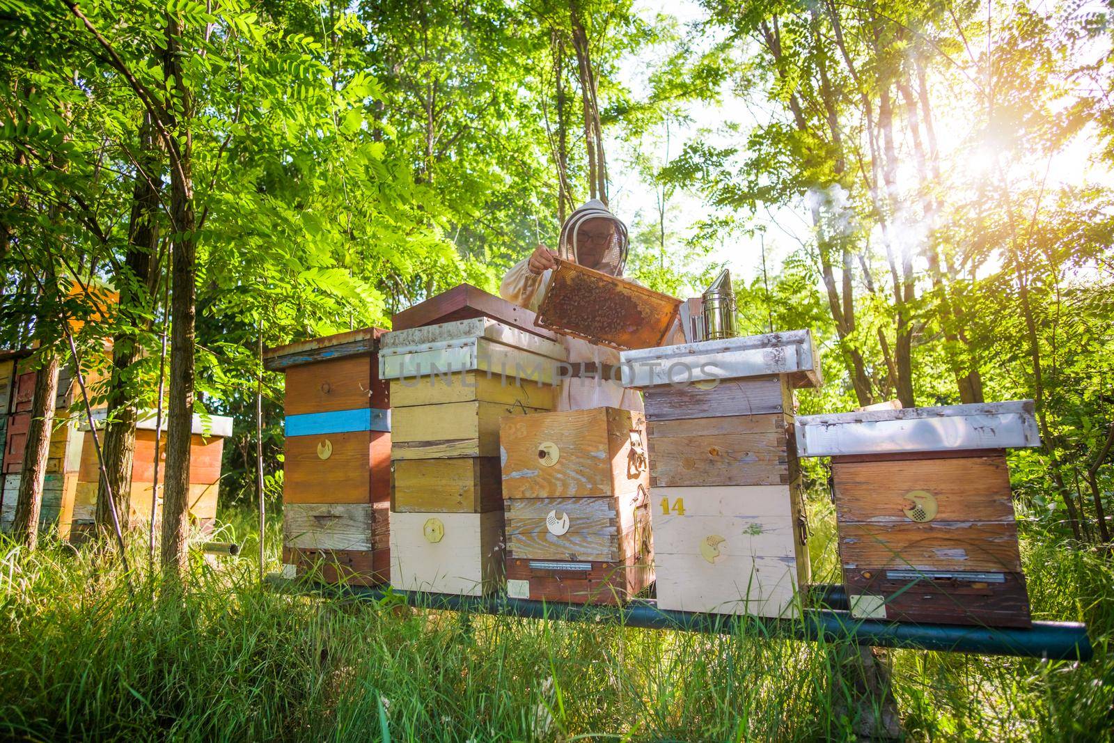 Beekeeper is examining his beehives in forest. Beekeeping professional occupation.