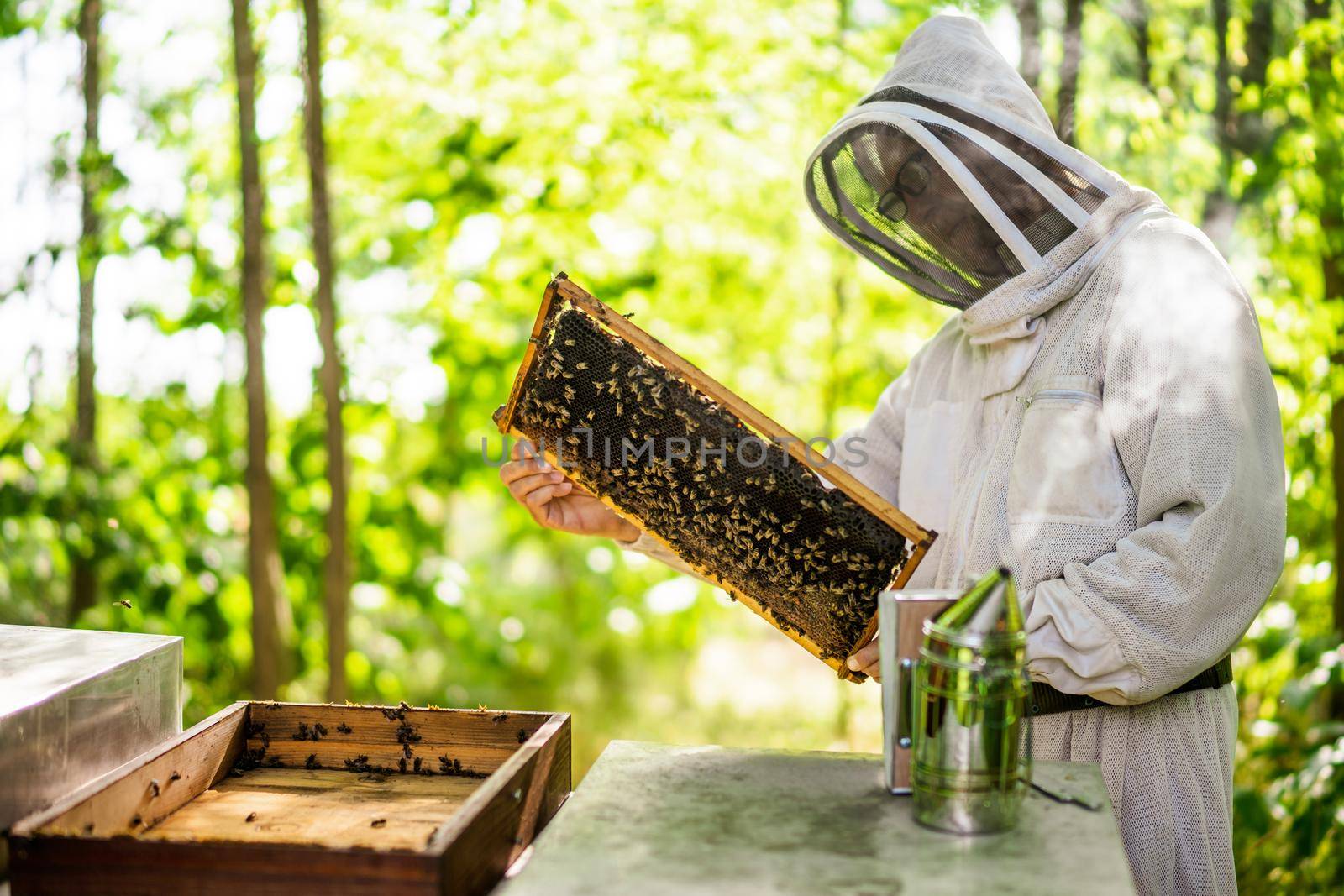 Beekeeper is examining his beehives in forest. Beekeeping professional occupation.