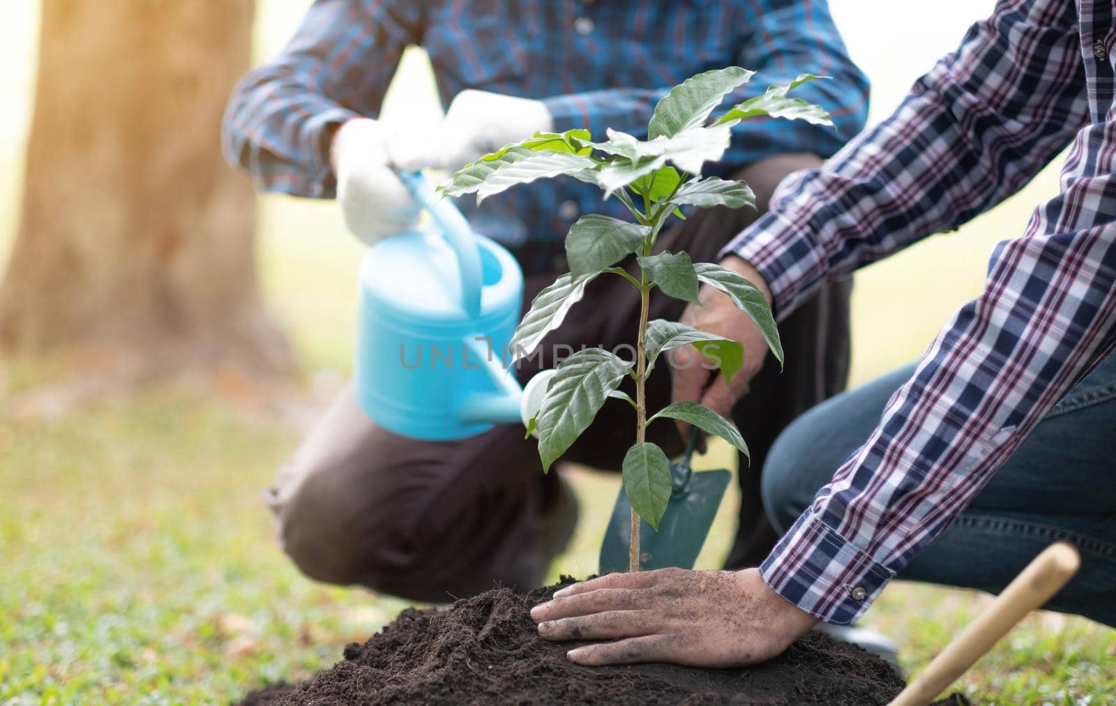 young man gardener, planting tree in garden, gardening and watering plants. by wichayada