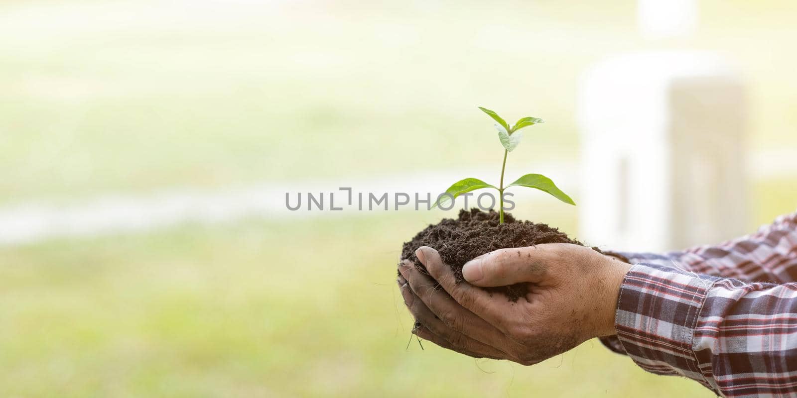 Hands of the farmer are planting the seedlings into the soil.