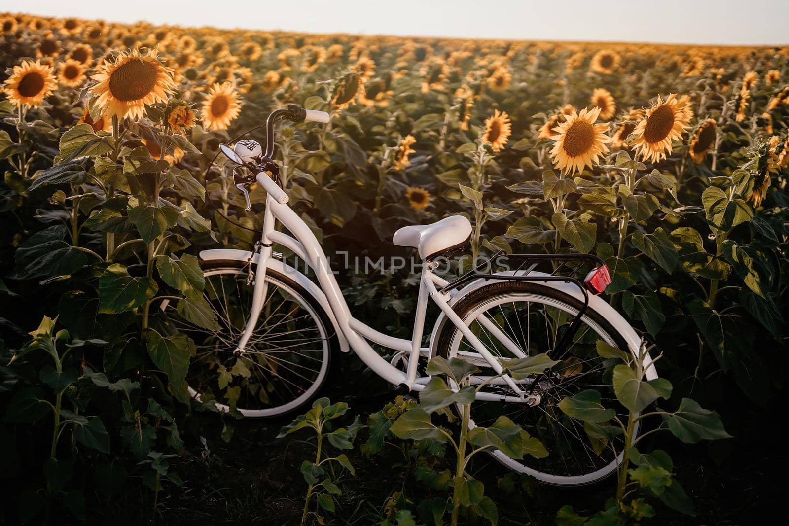 Amazing retro styled white bicycle in blooming sunflowers field at sunset background. Atmospheric scene, vintage photo. High quality photo