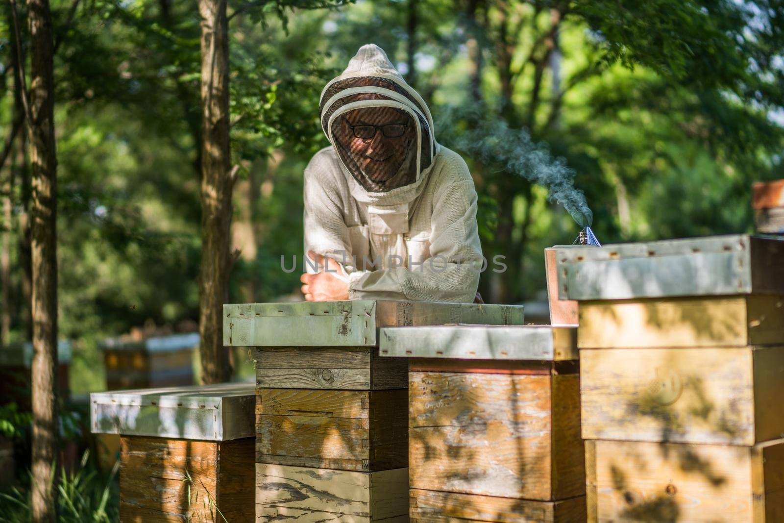 Beekeeper is examining his beehives in forest. Beekeeping professional occupation.