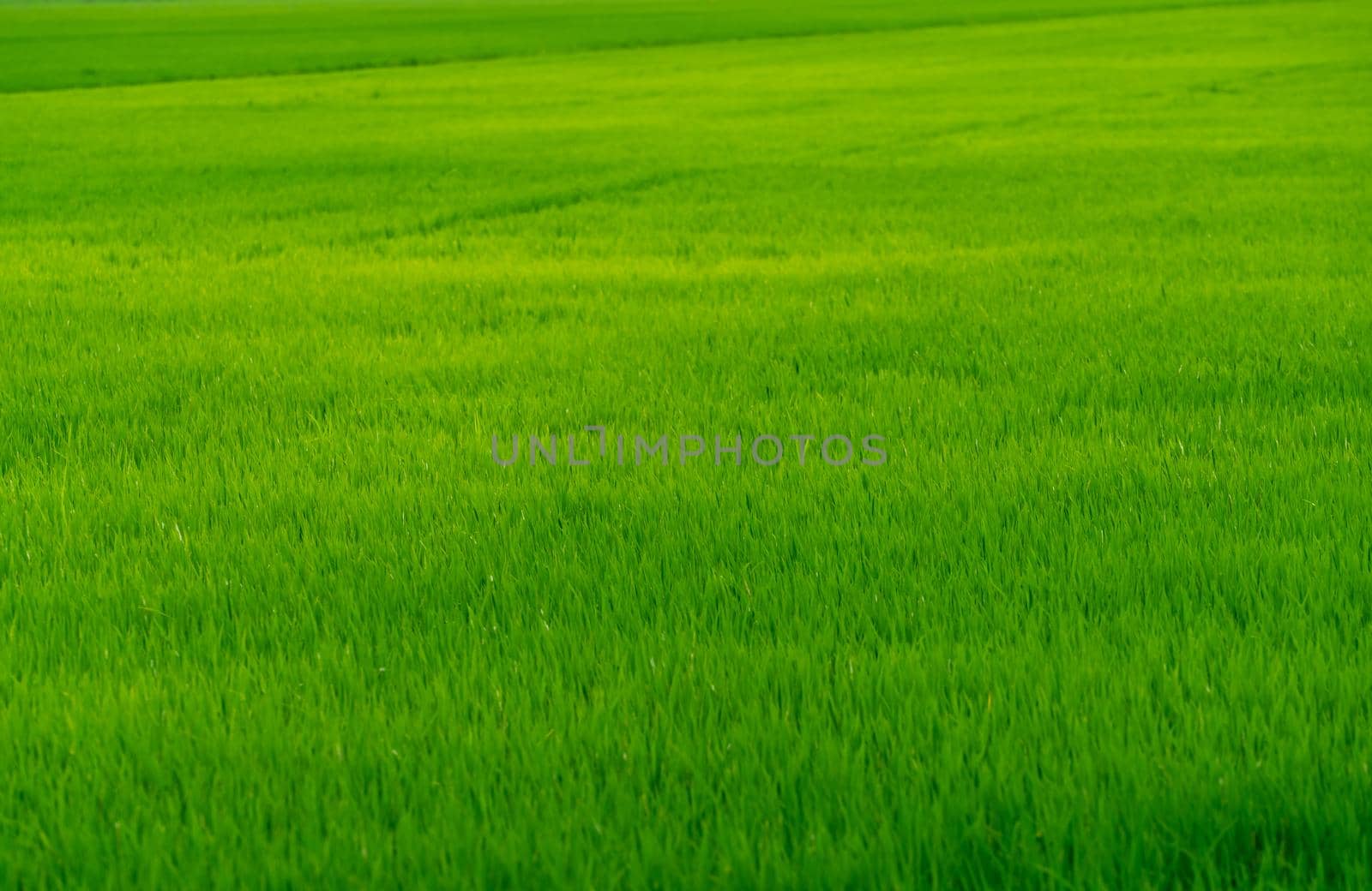 Rice plantation. Green rice paddy field. Organic rice farm. Rice growing agriculture. Green paddy field. Fullframe of green grass  in agriculture field. Farm land. Land plot. Asian staple food.  by Fahroni