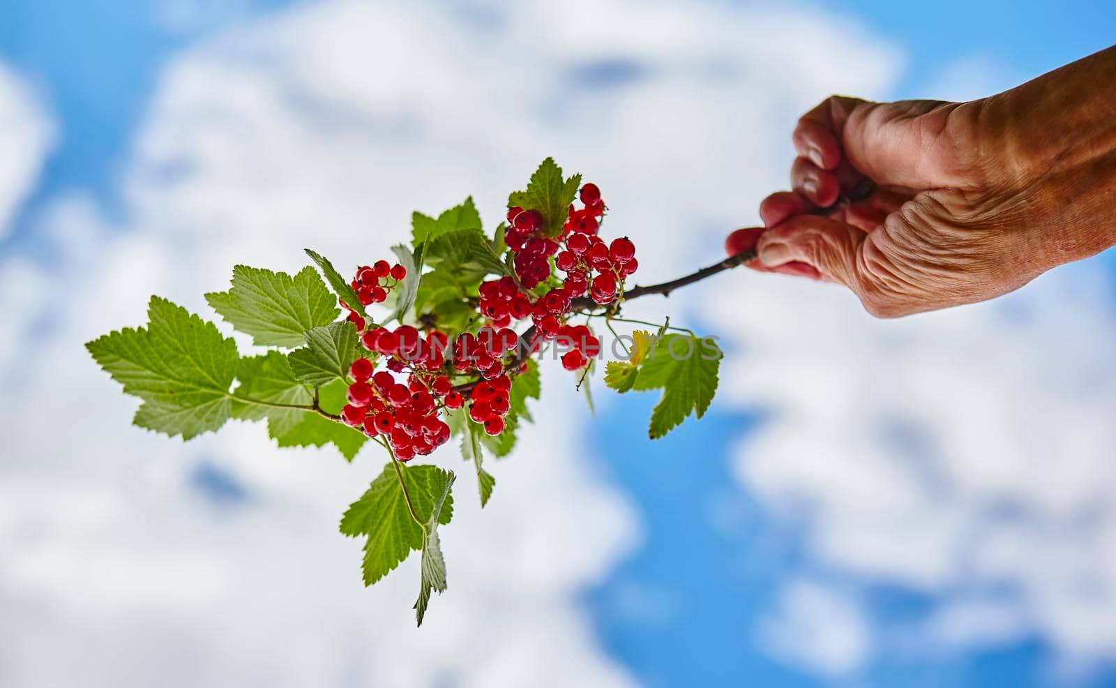 A branch of red currant berries in the hand of an elderly woman. Branch against the background of the sky with clouds.