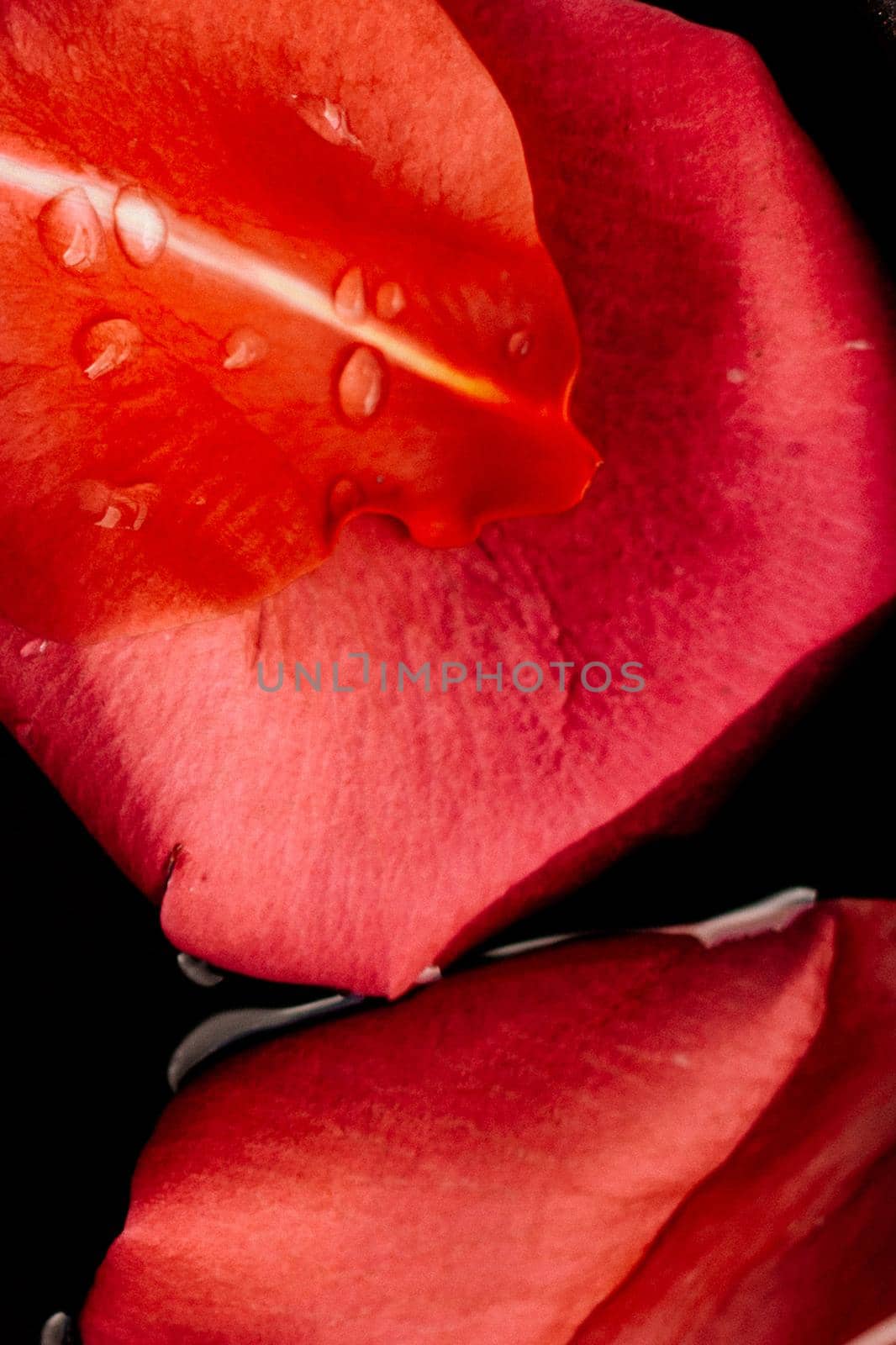 art of flower petals - wedding, holiday and floral background styled concept, elegant visuals