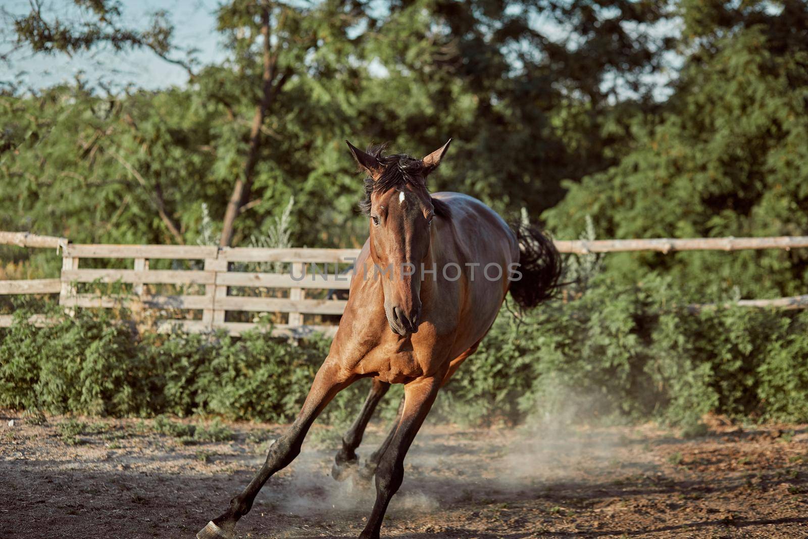 Horse running in the paddock on the sand in summer. Animals on the ranch.