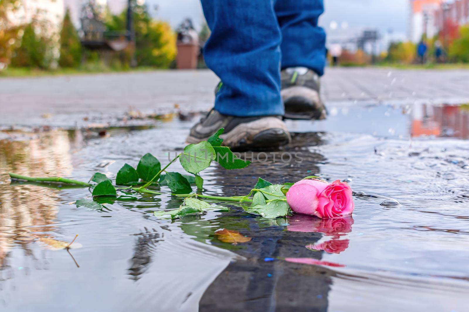 A rose lies in a puddle in autumn against the background of passing people