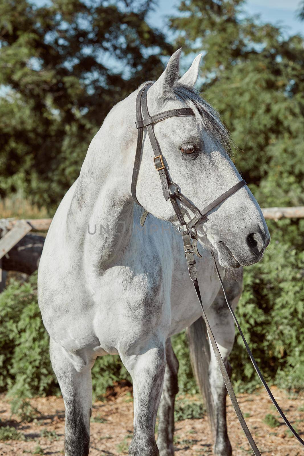 Beautiful, quiet, white horse waits in paddock by nazarovsergey