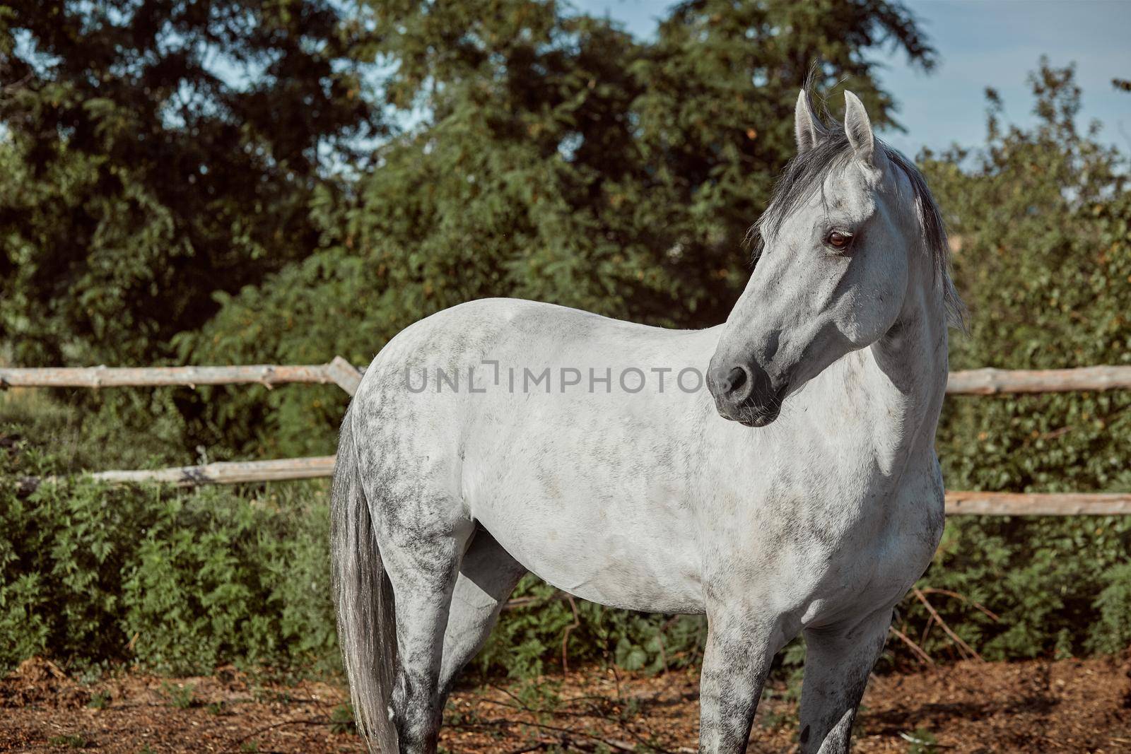 Beautiful, quiet, white horse waits in paddock. Animals on the ranch.