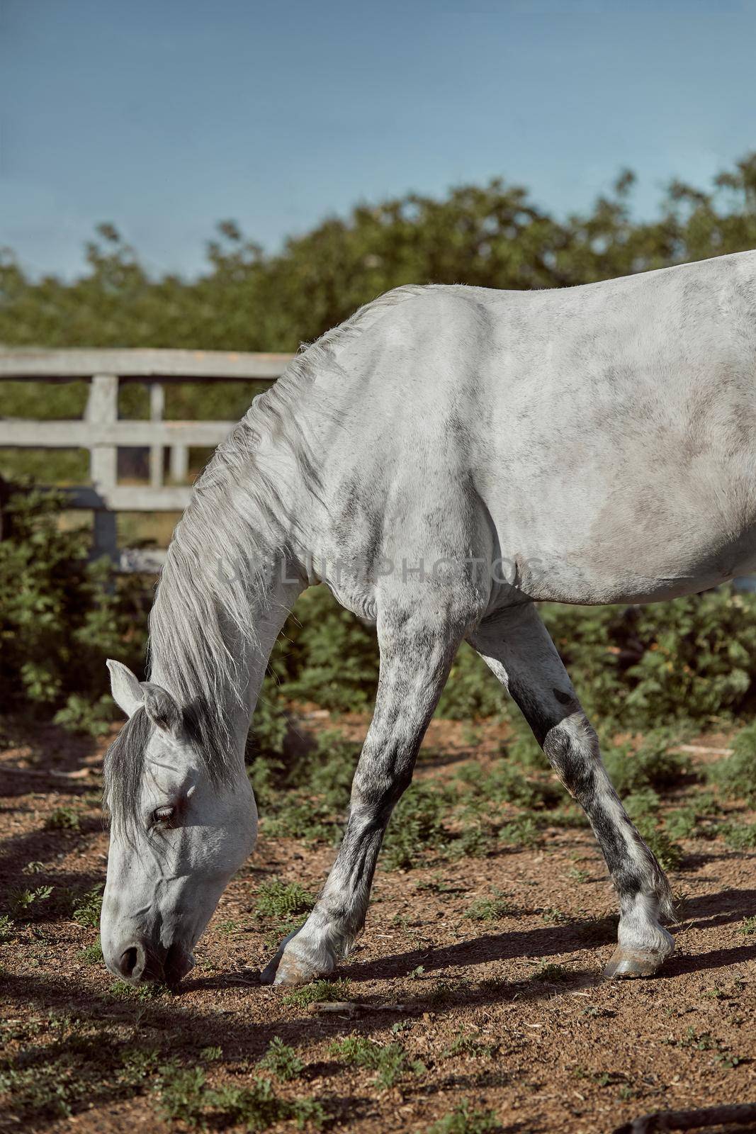 Beautiful, quiet, white horse waits in paddock by nazarovsergey