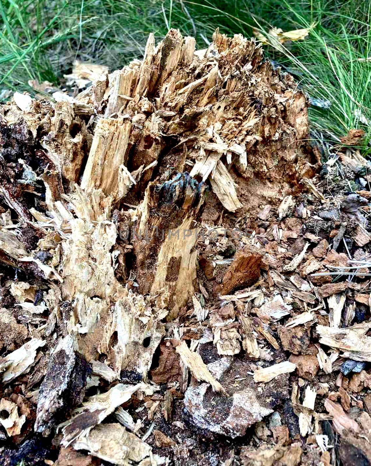 Rotten wood stump in the park. Texture of a rotten tree. by Margo
