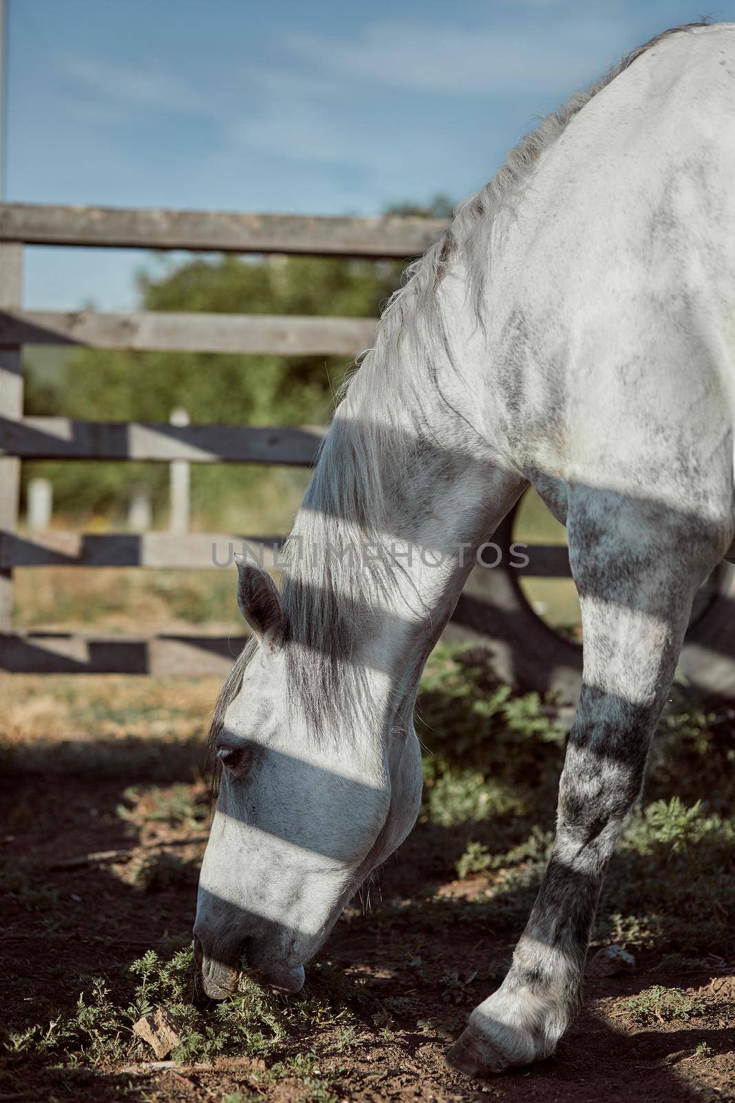 Beautiful, quiet, white horse waits in paddock. Animals on the ranch.