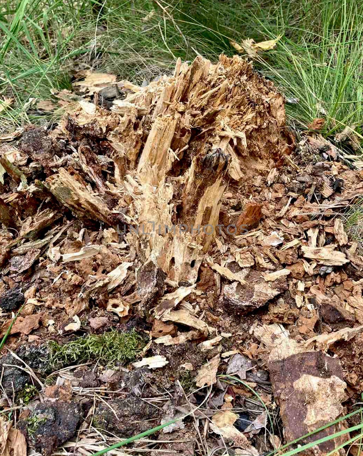 Rotten wood stump in the park. Texture of a rotten tree. by Margo