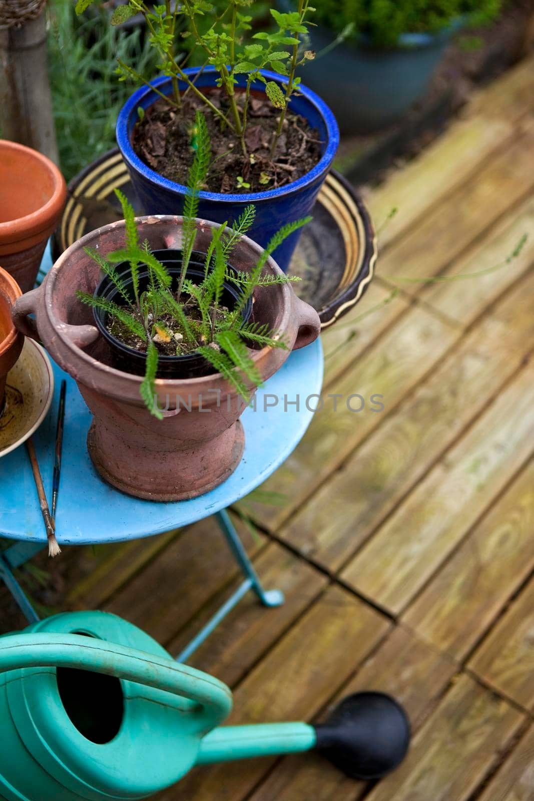 Potted plants and small garden on a terrace in France