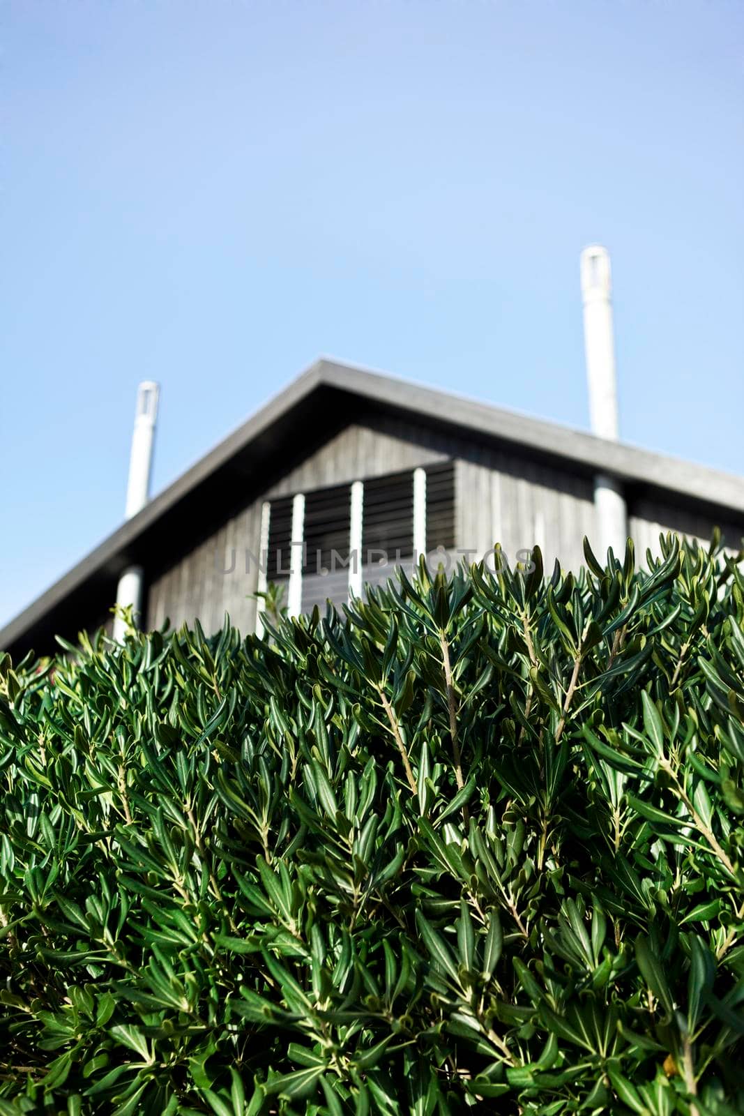Hedge of shrubs in front of a modern house