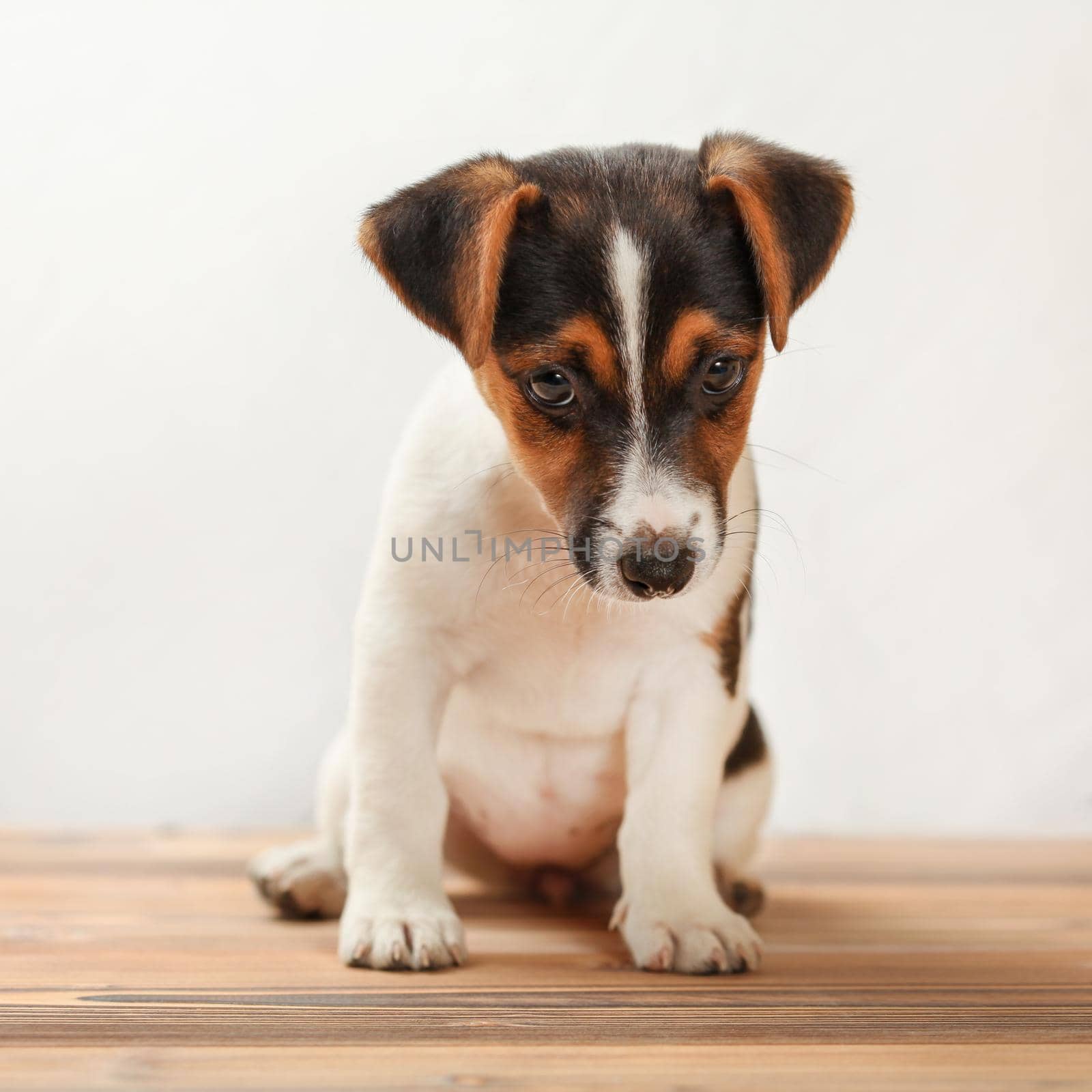 Two months old Jack Russell terrier puppy, shy, looking down, standing on board floor with white background. by Ivanko