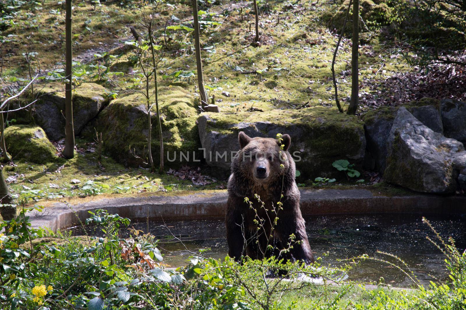 a brown bear swims in a swimming pool on a sunny spring day in the green zoo wuppertal germanyHigh quality photo