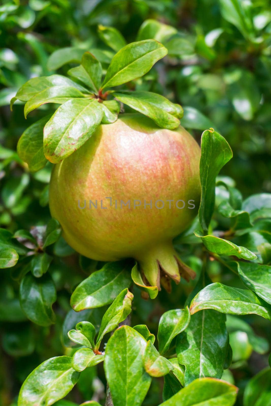 Green pomegranate ripening on a branch close up
