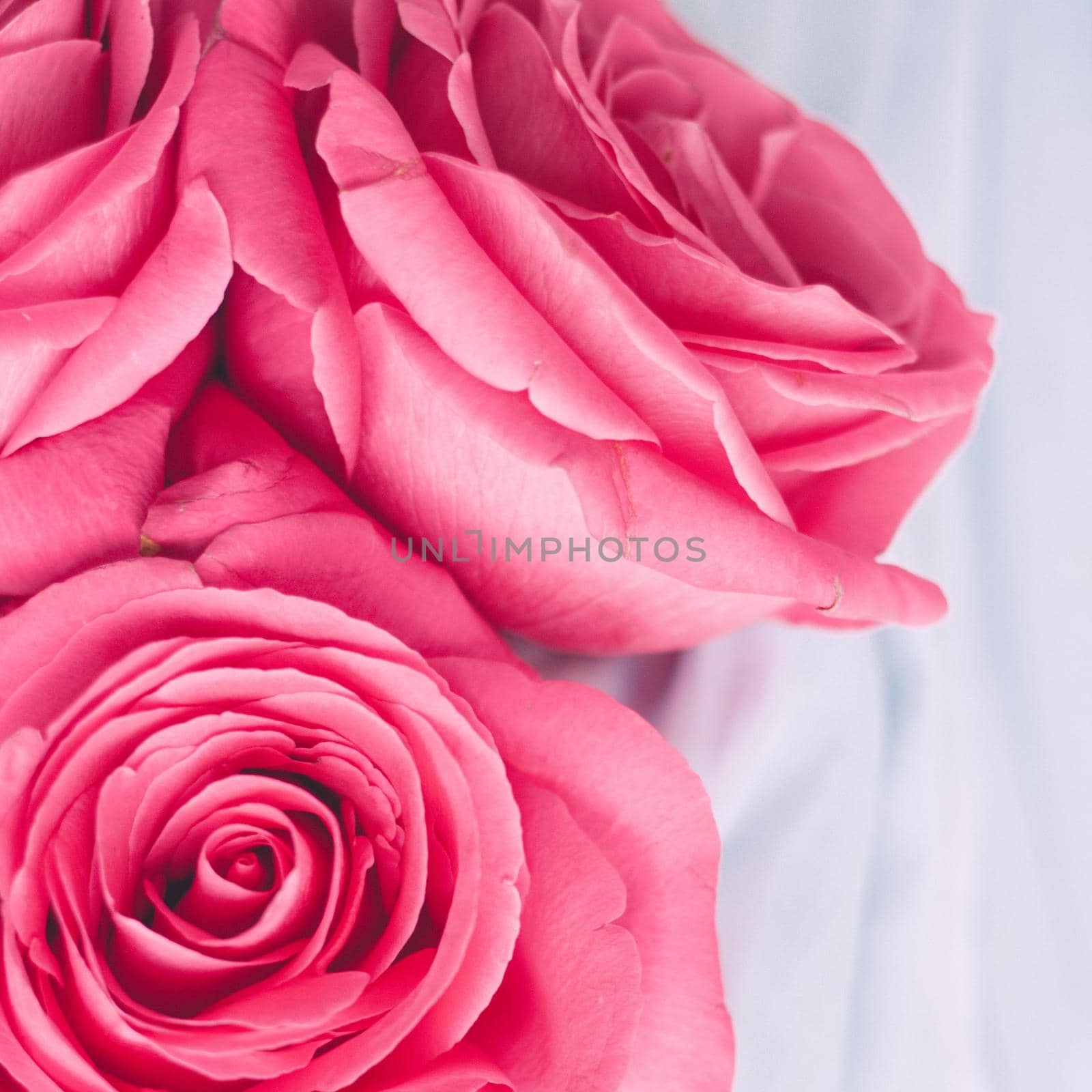 rose flower blossom - wedding, holiday and floral garden styled concept by Anneleven