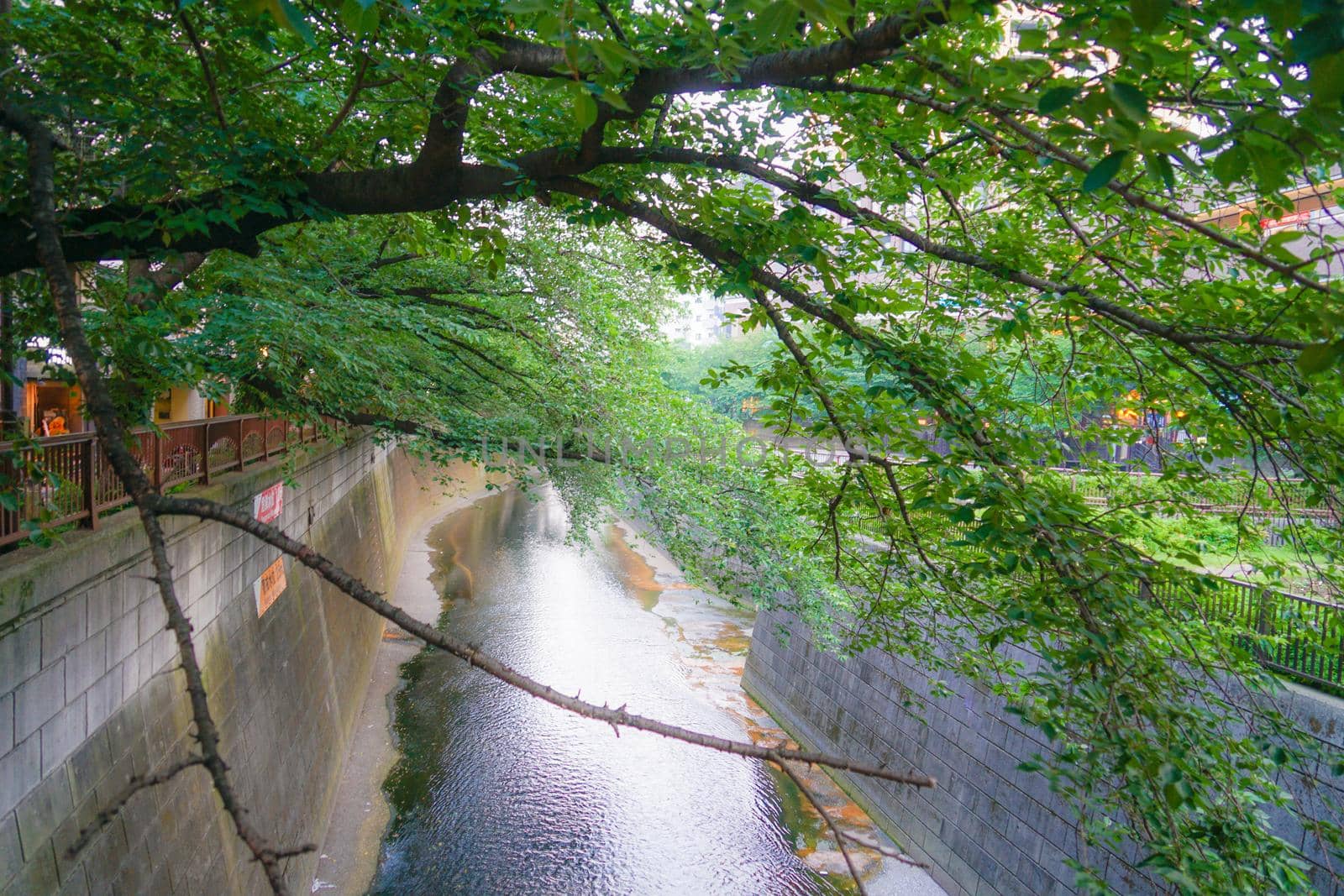 Tokyo Metropolitan Meguro River New Green. Shooting Location: Tokyo metropolitan area