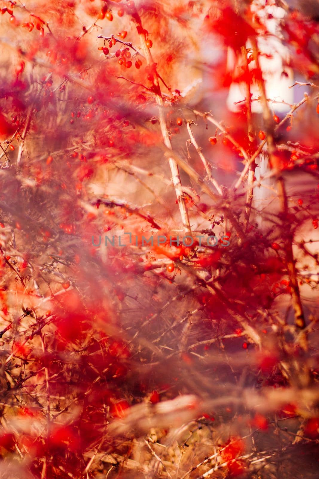 abstract autumn art - nature and environment concept, elegant visuals