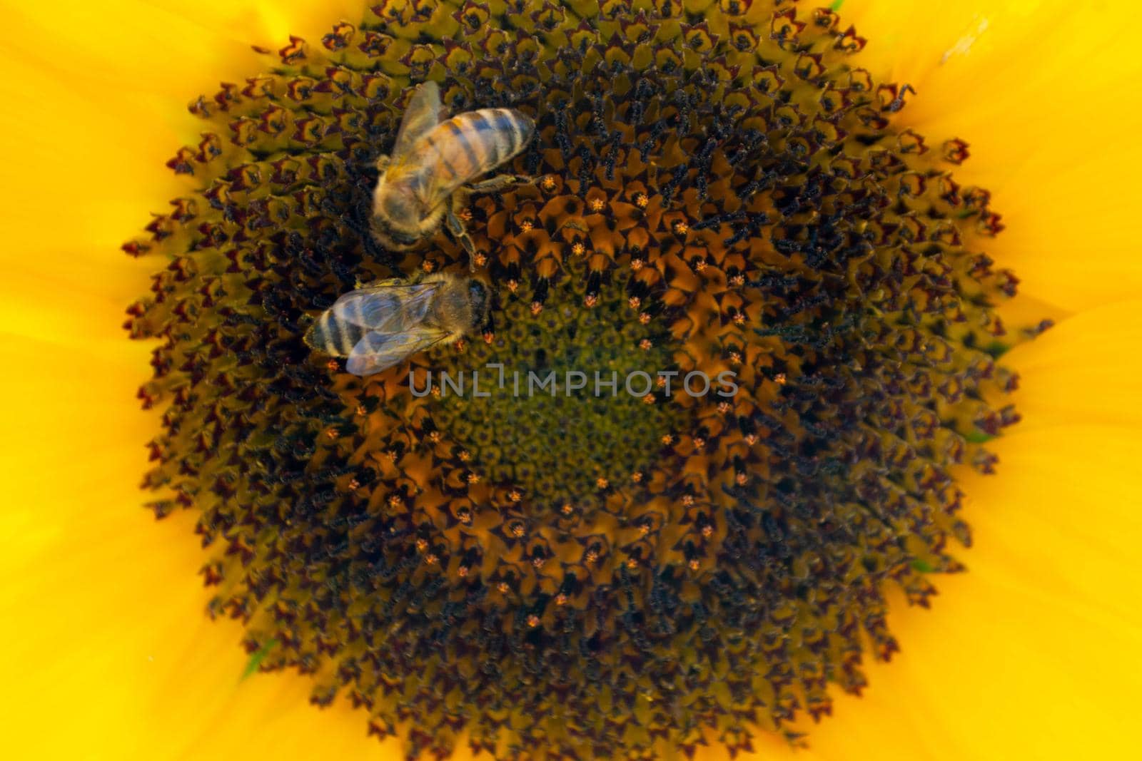 Bee collecting pollen from sunflowers head in the nature. by milastokerpro