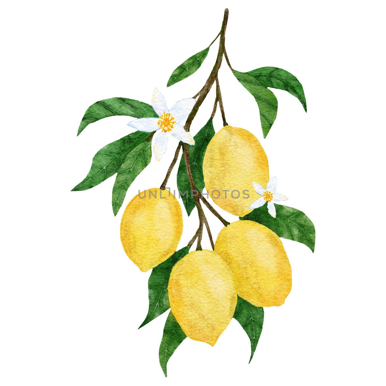 Watercolor hand drawn illustration with yellow ripe mediterranean lemons and green elegant leaves. Summer fruit citrus clipart for wedding cards invitations, nature design . by Lagmar