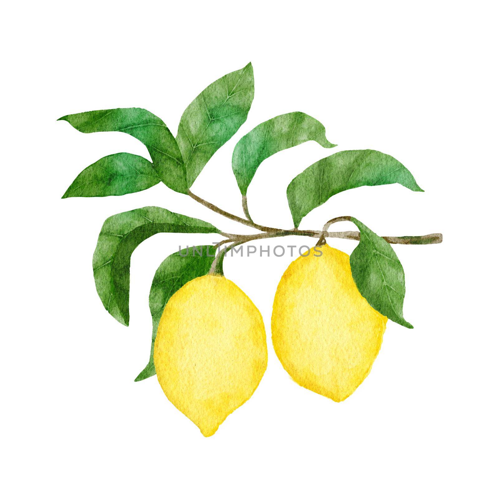 Watercolor hand drawn illustration with yellow ripe mediterranean lemons and green elegant leaves. Summer fruit citrus clipart for wedding cards invitations, nature design . by Lagmar