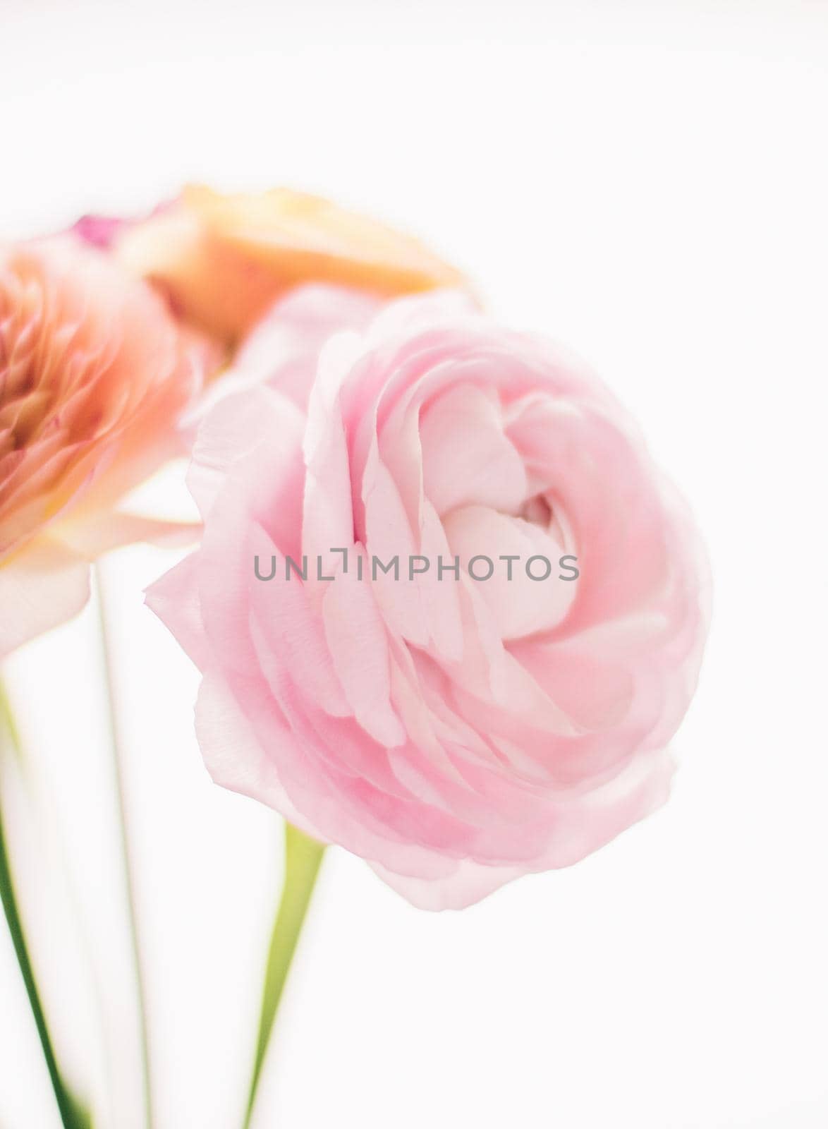 pink rose flowers from the garden - wedding, holiday and floral garden styled concept by Anneleven