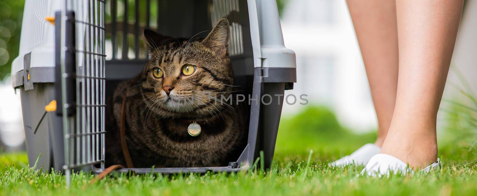 A gray striped cat lies in a carrier on the green grass in the open air next to the feet of the owner