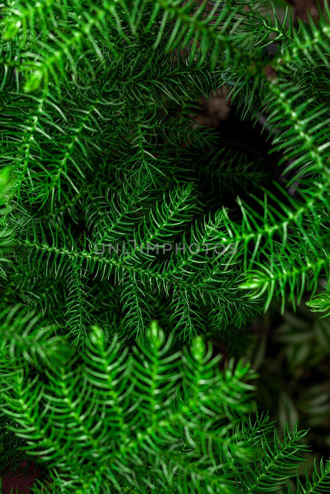 Green Chilean Araucaria or Chilean Spruce plant background. by igor_stramyk