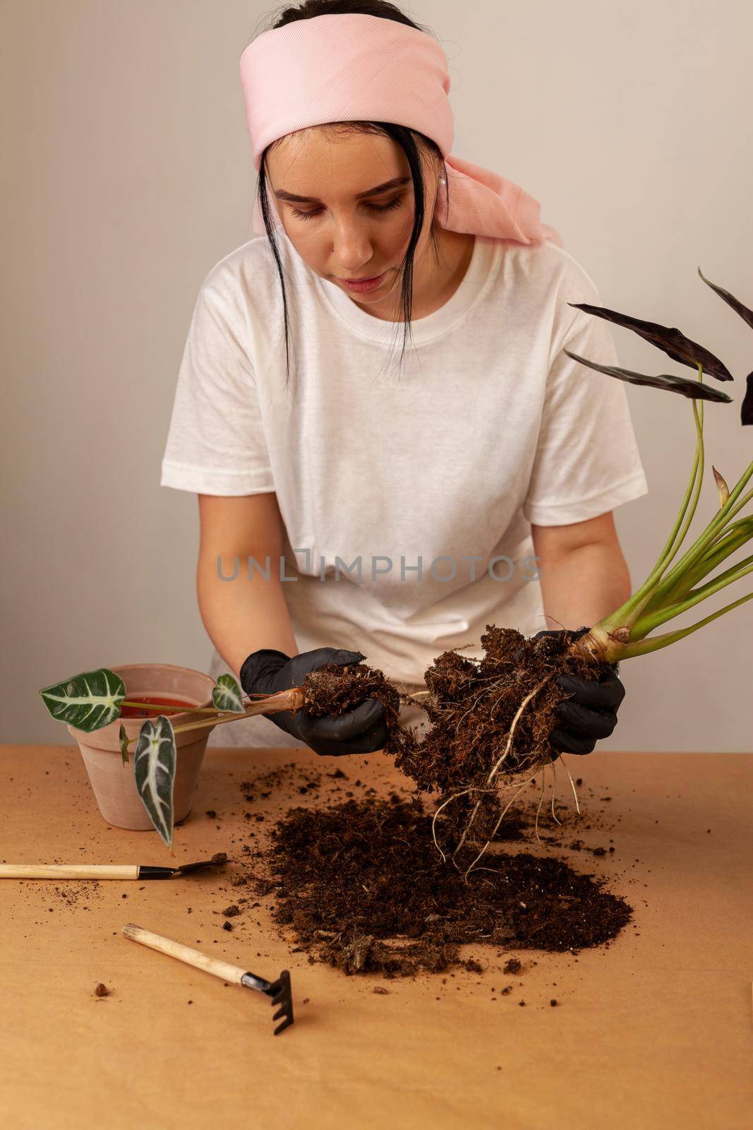 Transplanting a houseplant into a new flower pot. Girls's hands in gloves working with soil and roots of Alocasia Bambinoarrow plant.