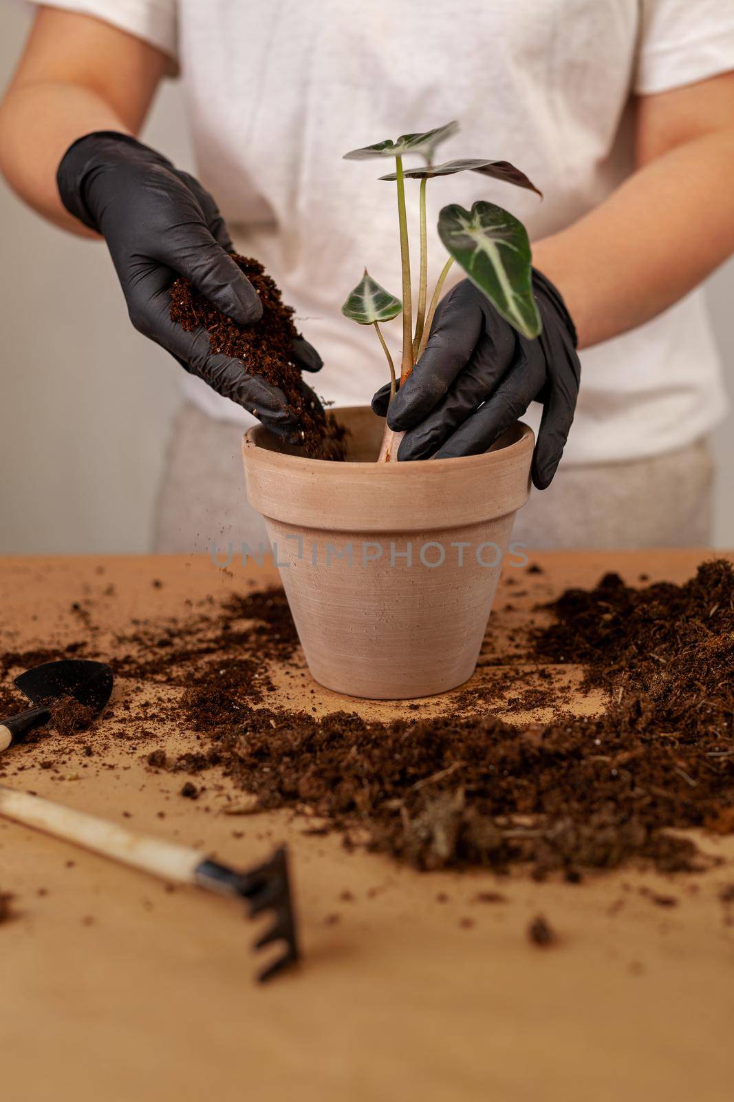 Transplanting a houseplant into a new flower pot. by igor_stramyk