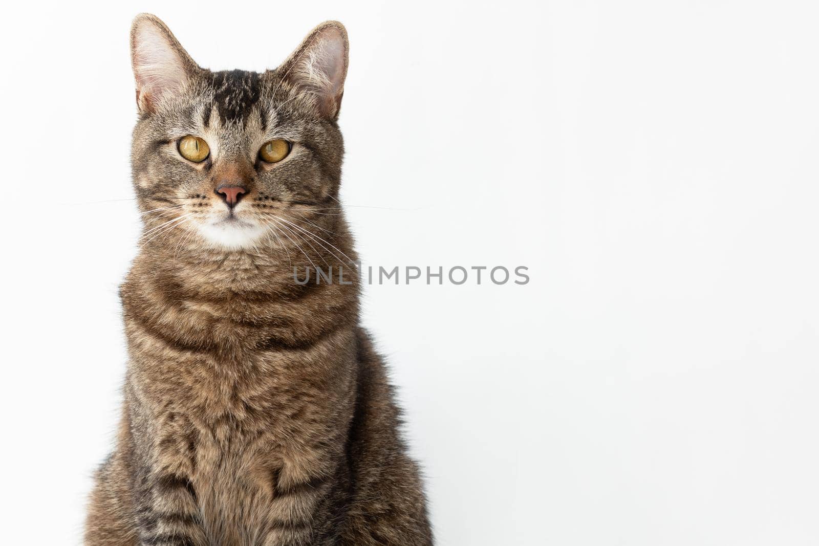 Isolated tricolor cat with yellow eyes looking aside on white background
