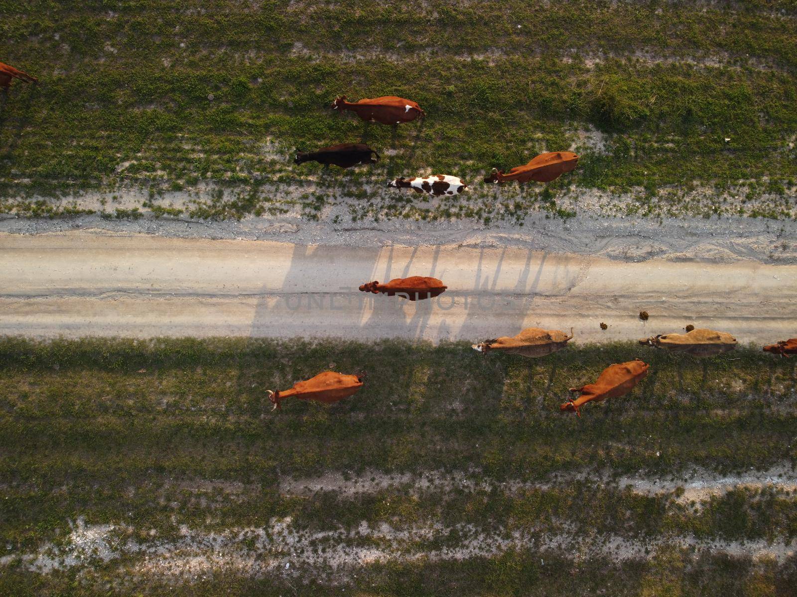 AERIAL: Flying over a small herd of cattle cows walking uniformly down farm road on the hill. Black, brown and spotted cows. Top down view of the countryside on a sping sunset. Idyllic rural landscape by panophotograph