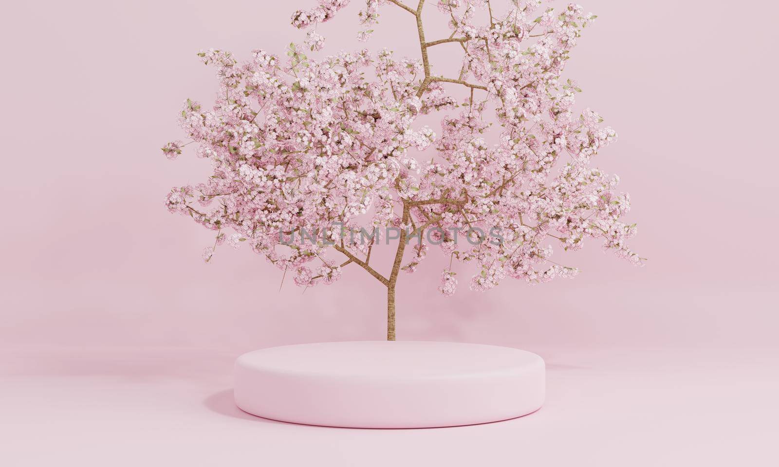 Minimal style cylinder pink product podium showcase with cherry blossom tree or "Sakura" in Japanese language at public garden. Technology and object concept. 3D illustration rendering