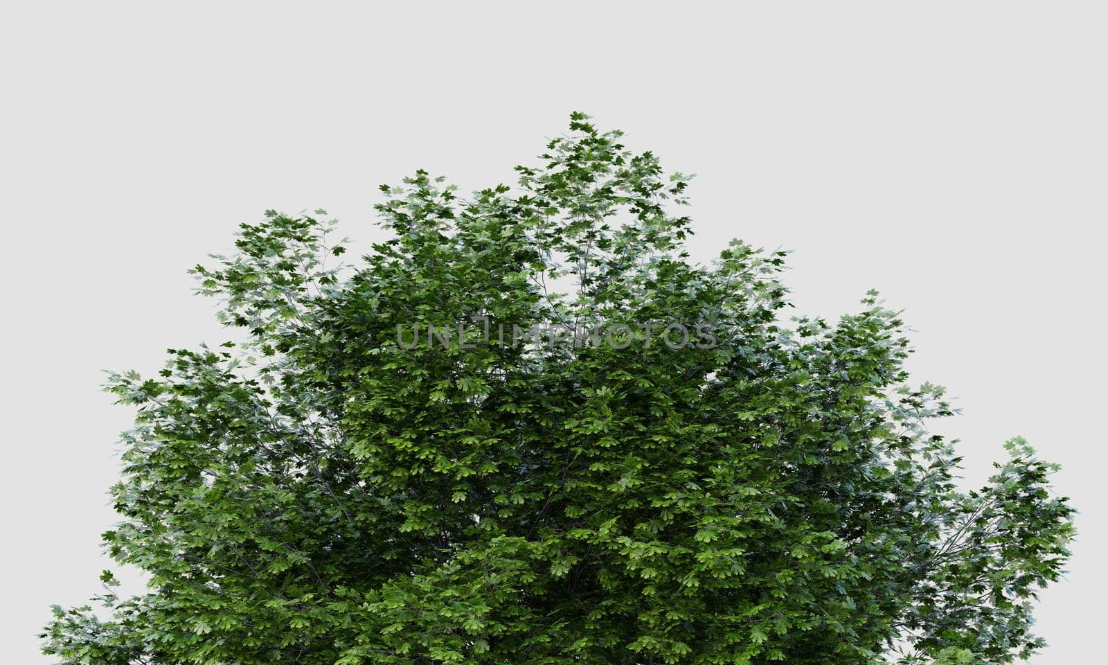 Treetop of big Acer marcophillum tree on isolated white background. Nature and object concept. 3D illustration rendering