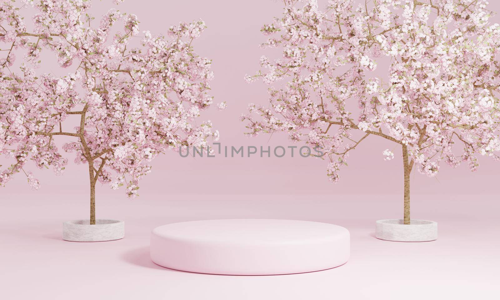 Minimal style cylinder pink product podium showcase with cherry blossom tree or "Sakura" in Japanese language at public garden. Technology and object concept. 3D illustration rendering by MiniStocker