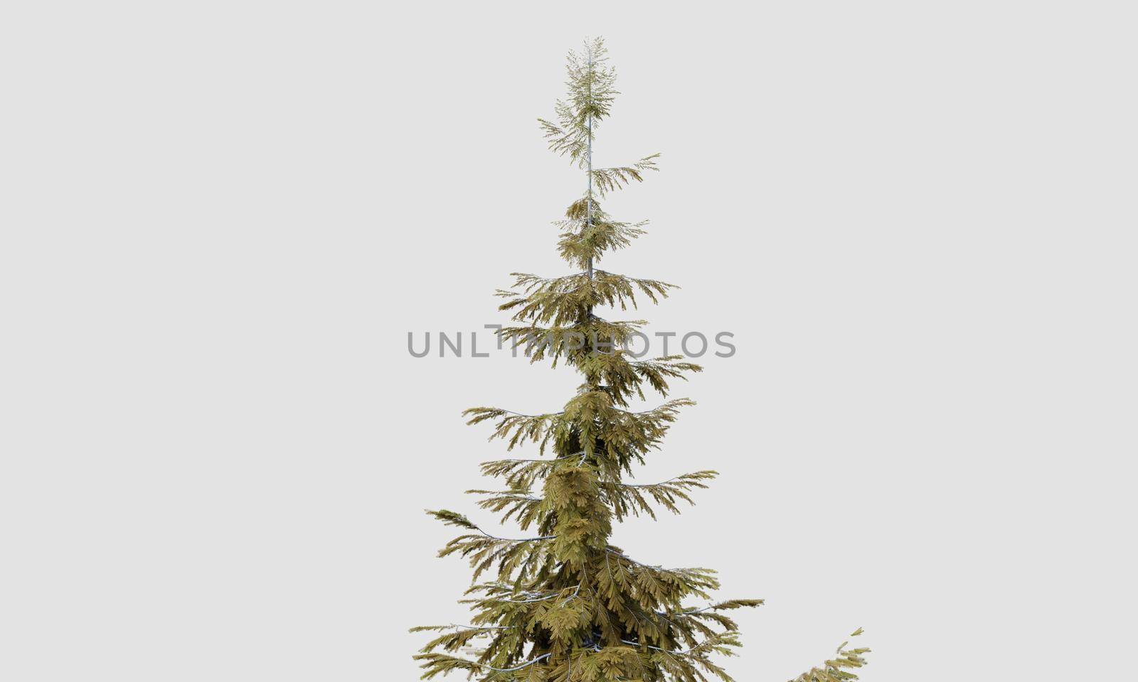 Treetop of Abies guatemalensis pine tree on isolated white background. Nature and object concept. 3D illustration rendering by MiniStocker