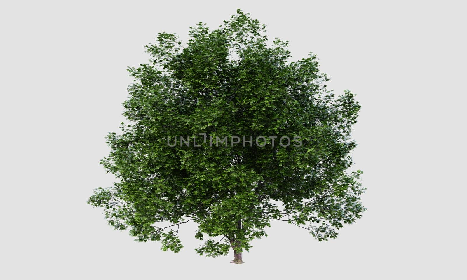 Big Acer marcophillum tree on isolated white background. Nature and object concept. 3D illustration rendering by MiniStocker