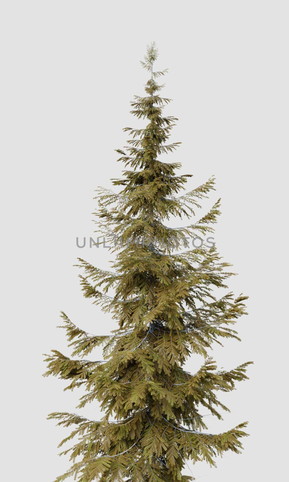 Treetop of Abies guatemalensis pine tree on isolated white background. Nature and object concept. 3D illustration rendering