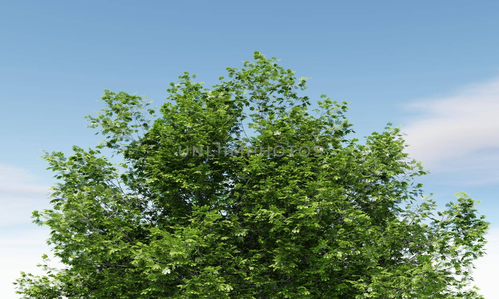 Closeup of green tree top with cloudy sky background. Nature and landscape concept. 3D illustration rendering