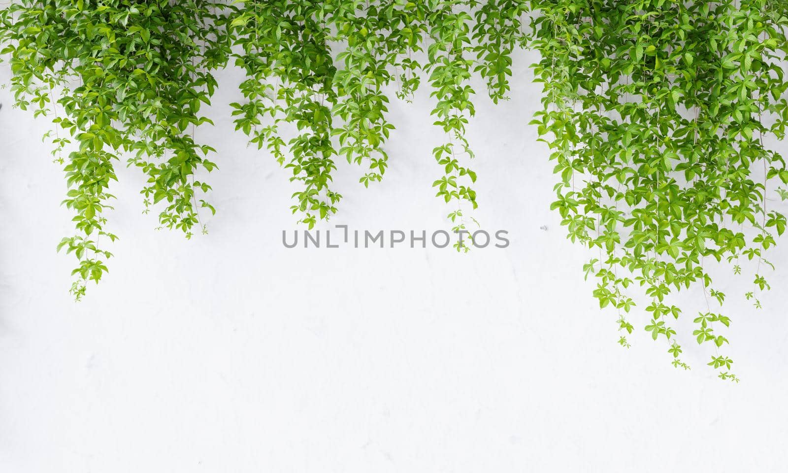 Virginia creeper vine on white concrete wall background with copy space. Plant and nature wallpaper concept. 3D illustration rendering