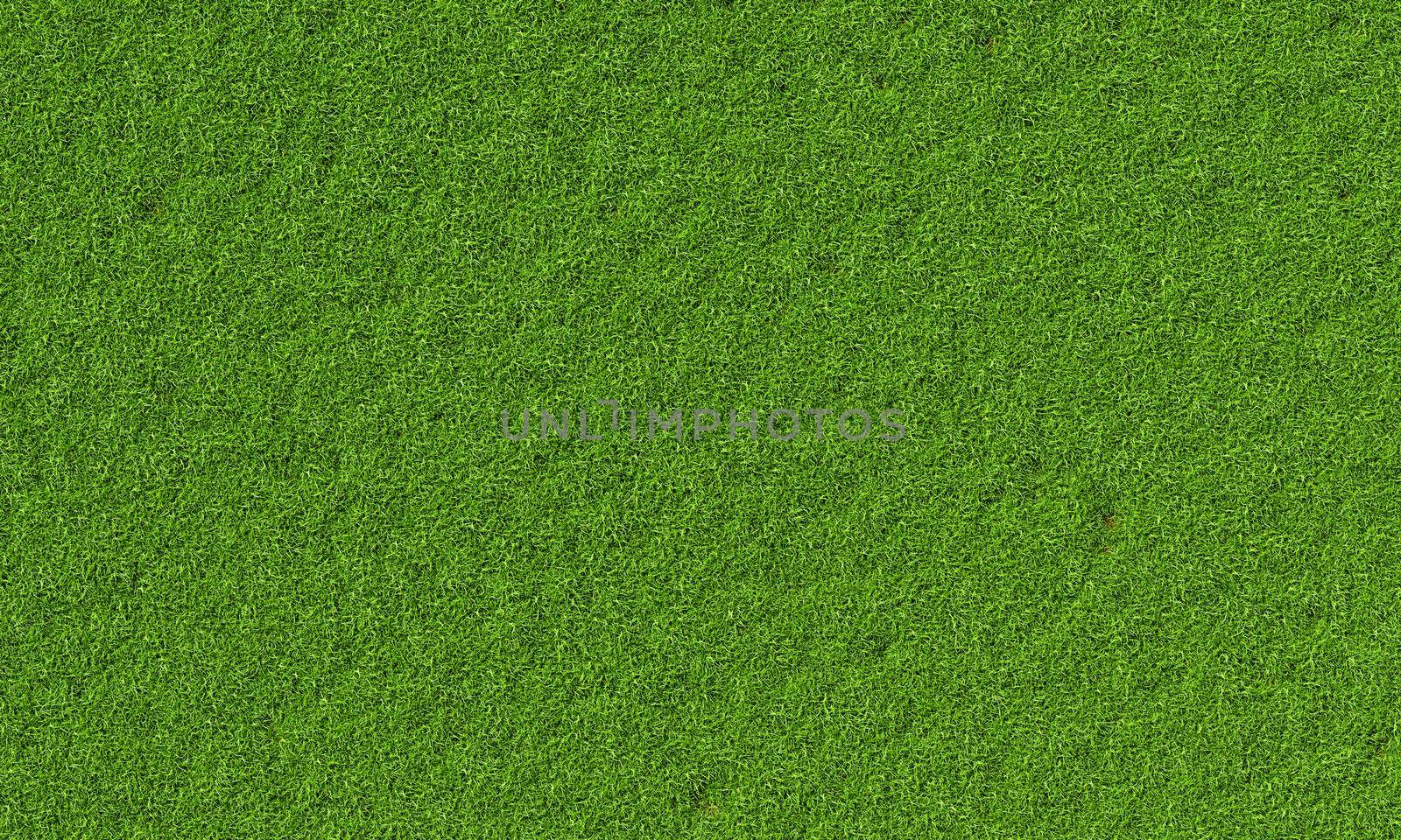 Top view of fresh green grassy background. Nature and wallpaper concept. 3D illustration rendering