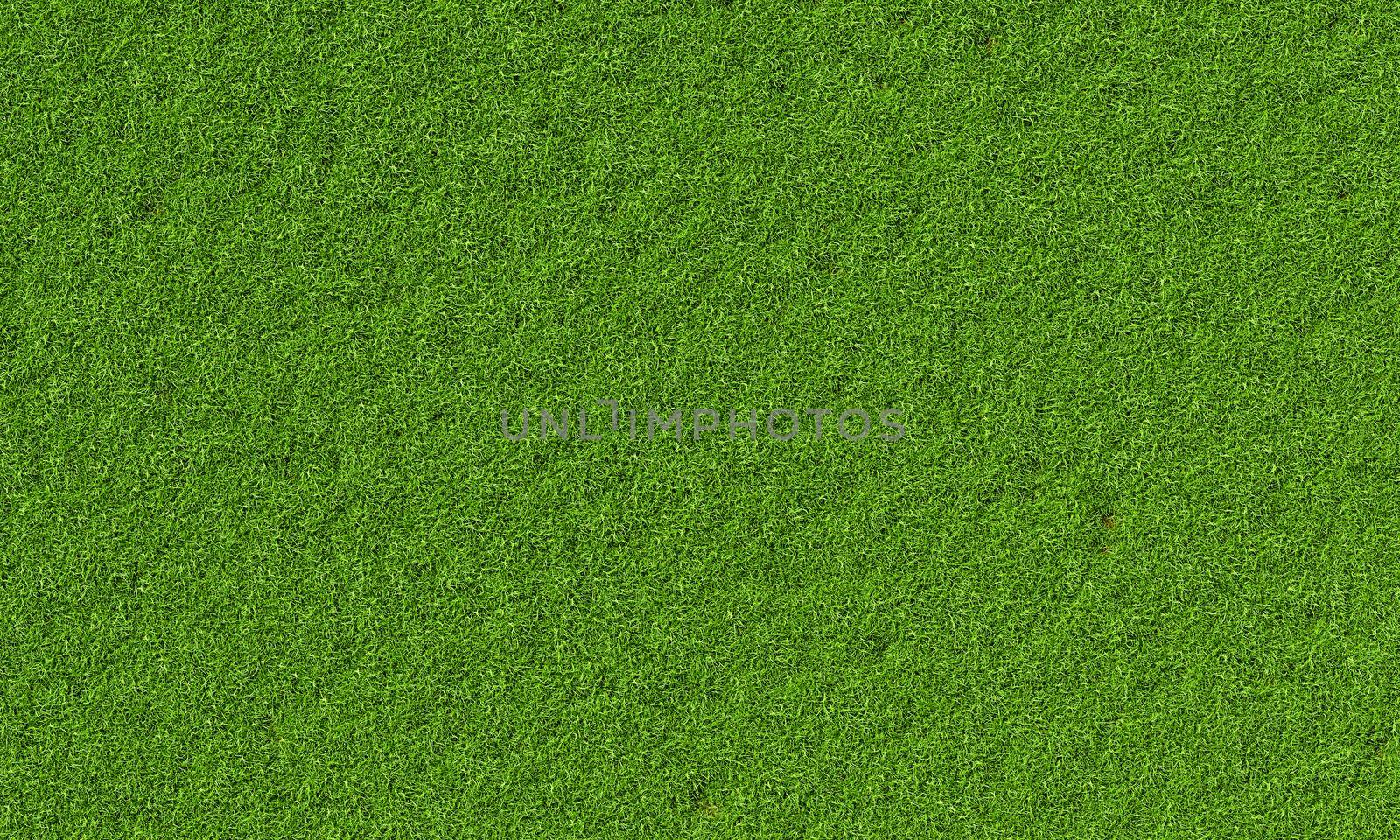 Top view of fresh green grassy background. Nature and wallpaper concept. 3D illustration rendering