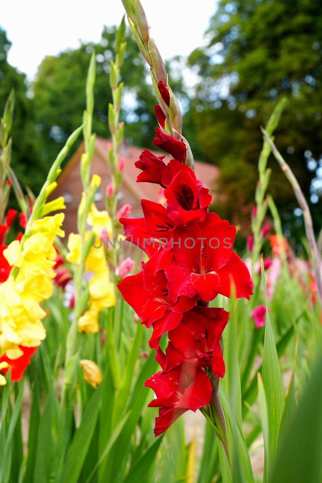 Gladiolus, sword-Lily, purple and yellow gladiolus bloom in the garden. by PhotoTime