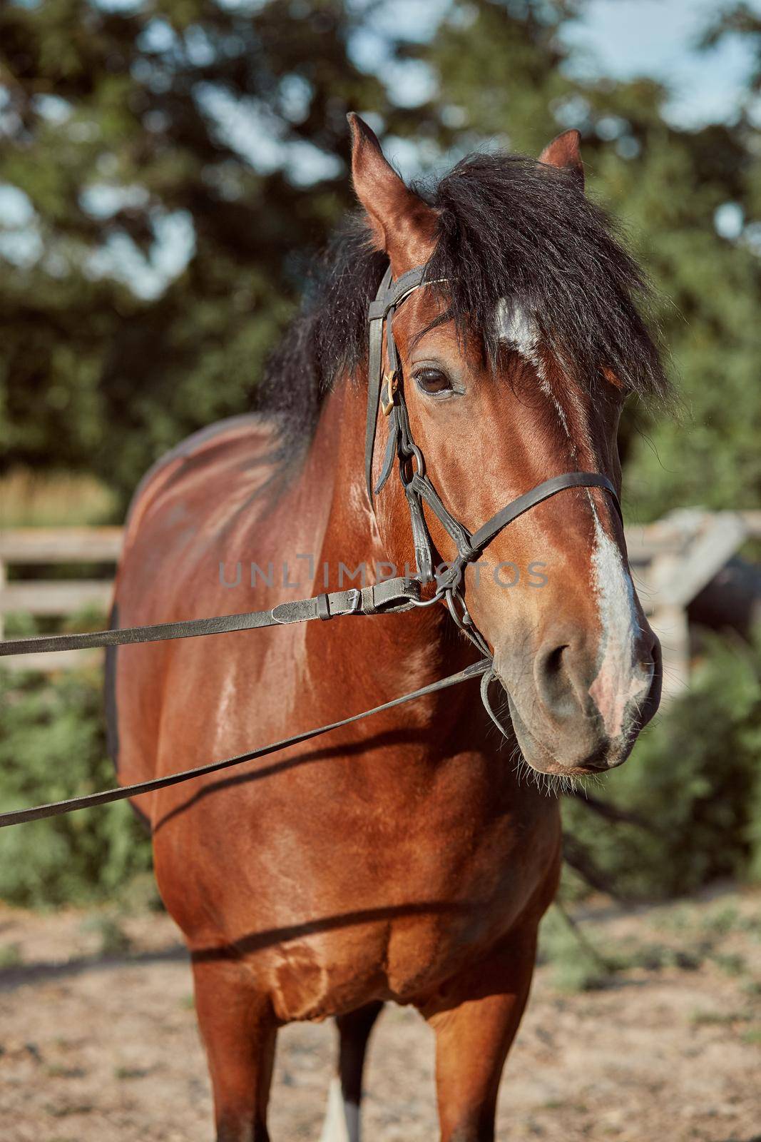 Beautiful brown horse, close-up of muzzle, cute look, mane, background of running field, corral, trees by nazarovsergey